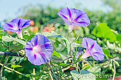 Ipomoea purpurea mauve, pink flower, the purple, tall, or common morning glory, close up. Stock Photo