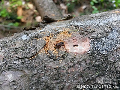 Ips typographus L. European spruce bark beetle Stock Photo