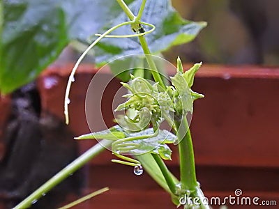 Foliage sprouting on a rainy day - chayote Stock Photo