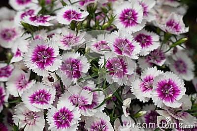 IQ Purple Ice Dianthus Flowers Stock Photo