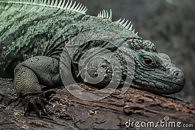 Iguana Lizard at Milwaukee County Zoo Stock Photo