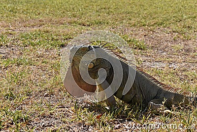 Iquana sunning itself in the grass. Stock Photo