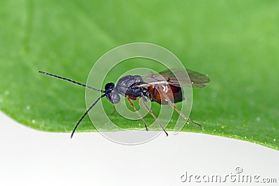 Iraella luteipes Gall wasp Hymenoptera: Cynipidae. It is pest of Papaver somniferum commonly known as the opium poppy Stock Photo