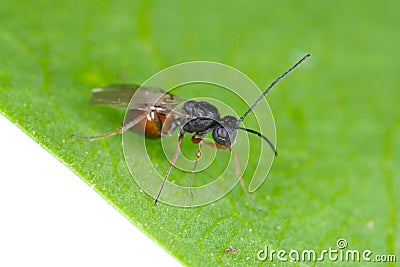 Iraella luteipes Gall wasp Hymenoptera: Cynipidae. It is pest of Papaver somniferum commonly known as the opium poppy Stock Photo