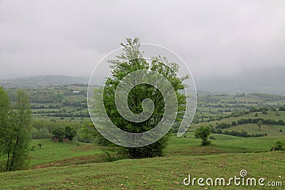 Iranian landscape in Gilan region with green grass plains and trees Stock Photo