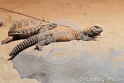 Iraqi spiny-tailed lizard Stock Photo