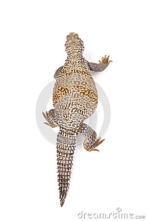 Iraqi spiny-tailed lizard (Saara loricata) Stock Photo