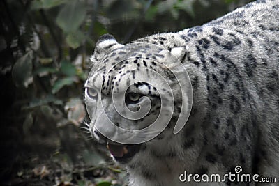 Irbis, snow leopard color photo. Stock Photo