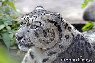 Irbis, snow leopard Stock Photo