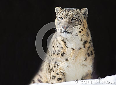 IRBIS, or snow leopard, or snow leopard. Stock Photo