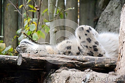 Irbis Snow Leopard Uncia Uncia Lying Resting Looking Mother Cute Stock Photo Stock Photo