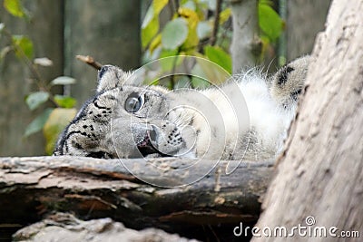 Irbis Snow Leopard Uncia Uncia Lying Resting Looking Mother Cute Stock Photo Stock Photo