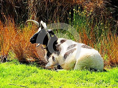 ireland, irish sheep -irlanda pecore irlandesi Stock Photo