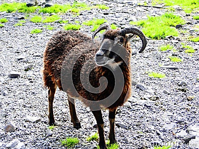 ireland, irish sheep -irlanda pecore irlandesi Stock Photo