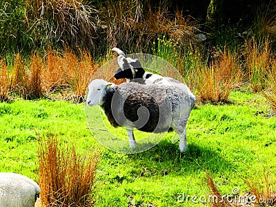ireland, irish sheep -irlanda pecore irlandesi Stock Photo