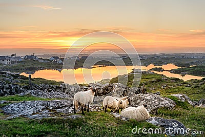 Ireland Sunset with sheep Stock Photo