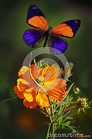 Butterfly Asterope markii flying over double cosmos flower Stock Photo