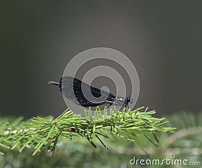 An iridescent damselfly on a conifer branch Stock Photo