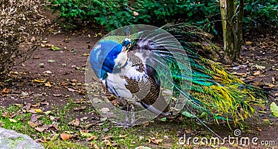 Iridescent peacock unfolding its wing for preening and looking in the camera, color and pigment mutation, popular bird in Stock Photo