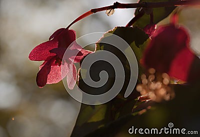 Iridescent Red Blossom of Dragon Wing Begonias Stock Photo