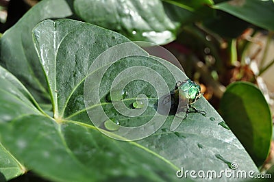 Iridescent rose chafer sitting on a leaf Stock Photo