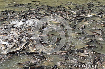 Iridescent shark Fish Stock Photo