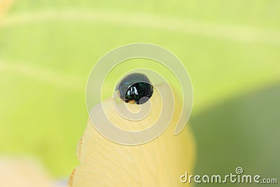 Iridescent Steelblue Ladybird on leaf Stock Photo