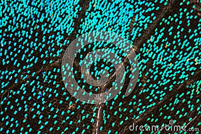 Iridescent wing Stock Photo