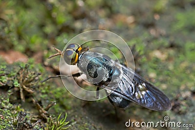 An iridiscent blue soldier fly Stock Photo