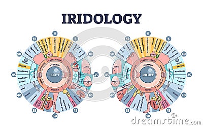 Iridology as eye iris monitoring and disease diagnostics outline diagram Vector Illustration