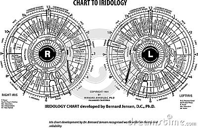 Vector Chart of Iridology by Dr. Bernards Jansen for educational purposes Vector Illustration