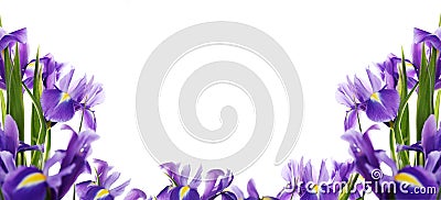 Iris Stock Photo