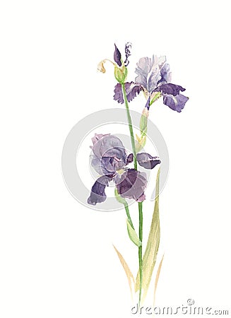 Iris Stock Photo