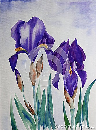 Iris Stock Photo