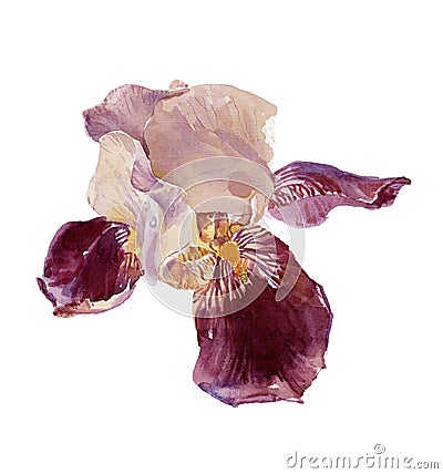 Iris Stock Photo