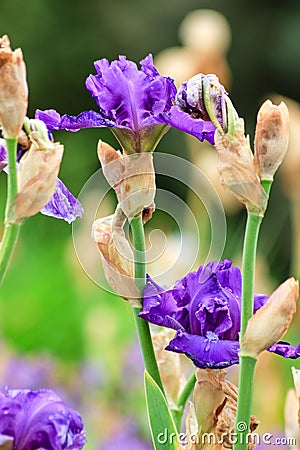 Iris barbata elatior grand waltz Stock Photo