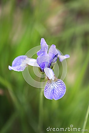 Iris Stock Photo