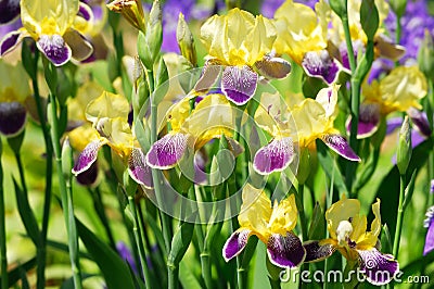 Iris bloom Stock Photo