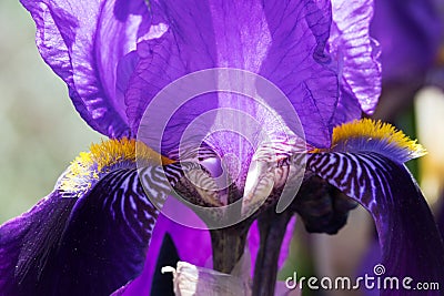 Iris In Bloom Stock Photo