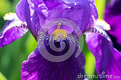 Iris In Bloom Stock Photo