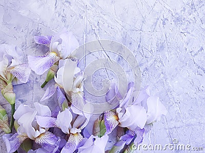 Iris blooming flower summer arrangement on gray concrete background frame vintage Stock Photo