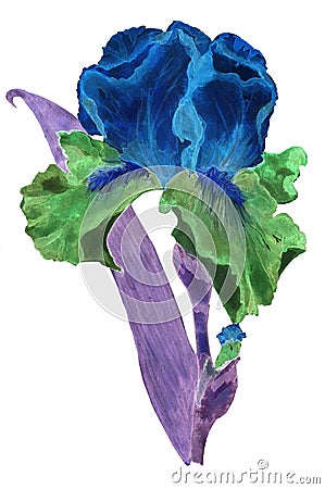 Iris blue and green, fantastik color with violet leaves, watercolor Stock Photo