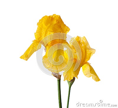 Iris croatica Stock Photo