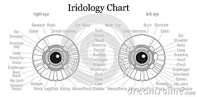 Iris Diagnosis Chart Eye Outline Vector Illustration