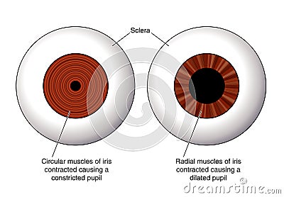 Iris of the eye Vector Illustration