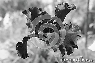 Iris `Fade to Black`in the garden in black and white Stock Photo