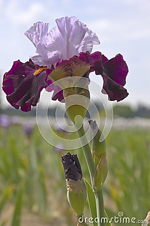 Iris field in Keizer Oregon. Stock Photo