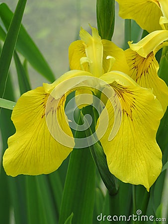Yellow iris Stock Photo