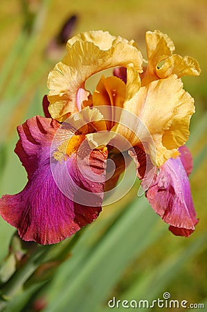Iris Flower Stock Photo