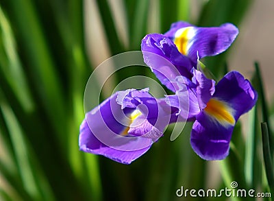 Iris flower Stock Photo